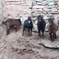 بز و بزغاله