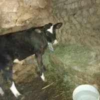 گوساله|حیوانات مزرعه|بروجرد, |دیوار