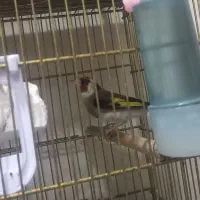 سهره نر جوجه سال تازه داره صاف میکنه