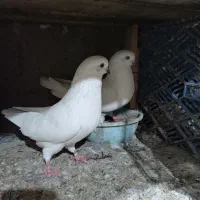 فروش کبوتر