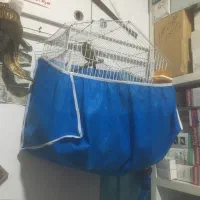 قناری نرسبز|پرنده|اصفهان, قلعه طبره|دیوار