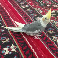 عروس هلندی نر دستی