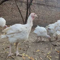 جوجه بوقلمون بیوتی