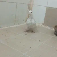 یک عدد کفتر