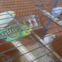 مرغ عشق|پرنده|لوندویل, |دیوار