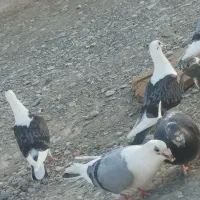 جفت جوانه دوکت مگس