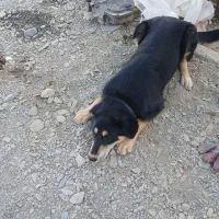 سگ‌گرگی|سگ|شاندیز, |دیوار