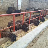 بره نر|حیوانات مزرعه|آبیک, |دیوار