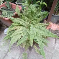 حراج گلهای خانگی بفروش میرسد