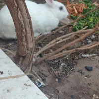 خرگوش نر|موش و خرگوش|رفسنجان, |دیوار