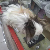 خوکچه|موش و خرگوش|آبادان, |دیوار
