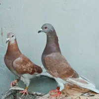 نروماده غوره ی