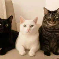 واگذاری رایگان سه قلاده گربه باشناسنامه