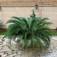 فروش گل سیکاس بزرگ با پاجوش فراوان