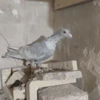 کبوتر صید|پرنده|تربت‌حیدریه, مسجد جامع|دیوار