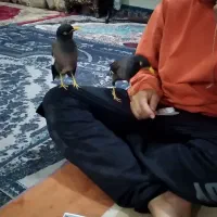 یک جفت مرغ مینا اهلی اهلی