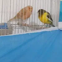 قناری و عروس هلندی