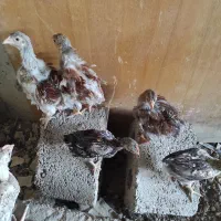 خروس ویاندونت اورنج