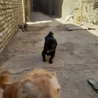 سگ پاکوتاه|سگ|سبزوار, قصبه غربی|دیوار