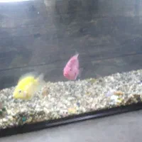 ماهی اکواریوم|ماهی|شاهین دژ, |دیوار