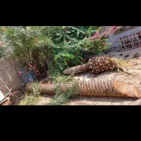 باعبانی وهرس کردن|خدمات باغبانی و درختکاری|اهواز, فاز ۲ پادادشهر|دیوار