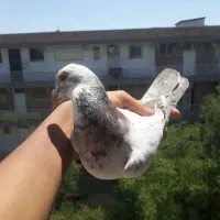 سار سرور