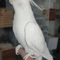 عروس هلندی نر دوکت آلبینو دستی و نر لوتینو ۱ ساله