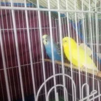 جفت مولد مرغ عشق انگلیسی  و معمولی اهلی