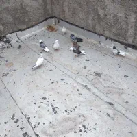 سلام ده عدد کفتر پرشی فروشی