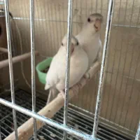 عروس هلندی البینو مولدباتخم