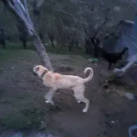 سگ سرابی ۹ماهگی
