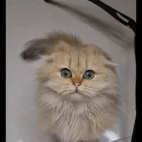 گربه ny11 وارداتی از روسیه