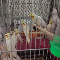 عروس هلندی لوتینو