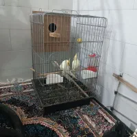 عروس هلندی لوتینو|پرنده|حمیدیا, |دیوار