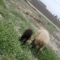 میش برع بره بزرگ قیمت مفت