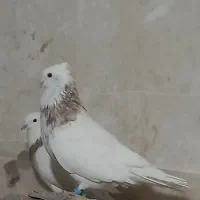 حراج انواع کفترطوقی|پرنده|هرسین, |دیوار