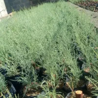 فروش و پیش فروش نهال گز شاهی