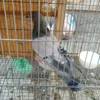 کبوتر بالغ جنسیت نامعلوم|پرنده|شاهین‌شهر, شهرک گلدیس|دیوار