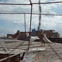 کفتر|پرنده|مشهد, کوشش|دیوار