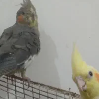 دو عروس هلندی دستی کامل خیلی ناز|پرنده|اهواز, شهرک اندیشه|دیوار