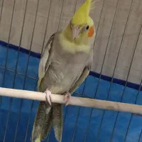 عروس هلندی نر و ماده