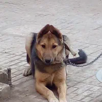 سگ نر