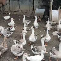 قو غاز