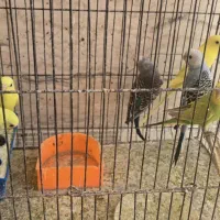 عروس هلندی  مرغ عشق  قناری
