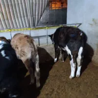 گوساله نر|حیوانات مزرعه|بوئین زهرا, |دیوار