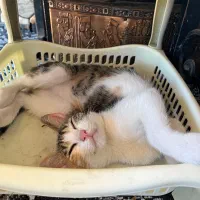 گربه
