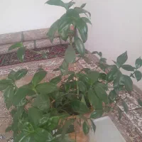 گل طبیعی|گل و گیاه طبیعی|روانسر, |دیوار