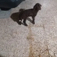 فروش بره ماده