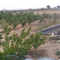 فروش فوری باغ|فروش دفتر صنعتی، کشاورزی، تجاری|بسطام, |دیوار