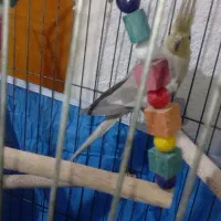 فروشی عروس  هلندی تا چند کلم یادگرفتن  بدو بیا|پرنده|فین, |دیوار